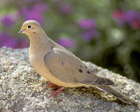 Dove Bird Call