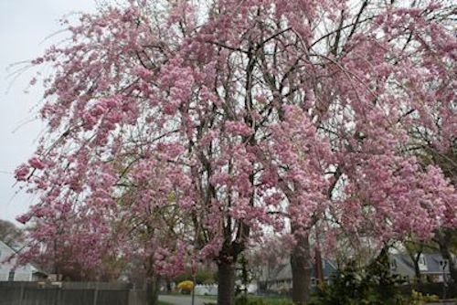 A GUIDE TO NORTHEASTERN GARDENING: Spring Flowering Trees ...