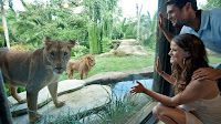 Breakfast with Lion including Elephant Back Safari