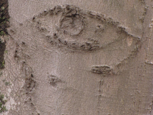 face in beech bark