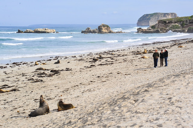 袋鼠島, 海豹灣保育公園, Seal Bay Conservation Park