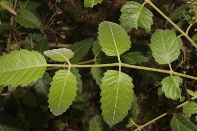 Бруцея яванская / Сумах яванский (Brucea javanica, =Rhus javanica)