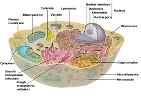 Cell (definition, structure, function and part)
