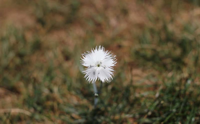 Dianthus Plumarius Flowers Pictures