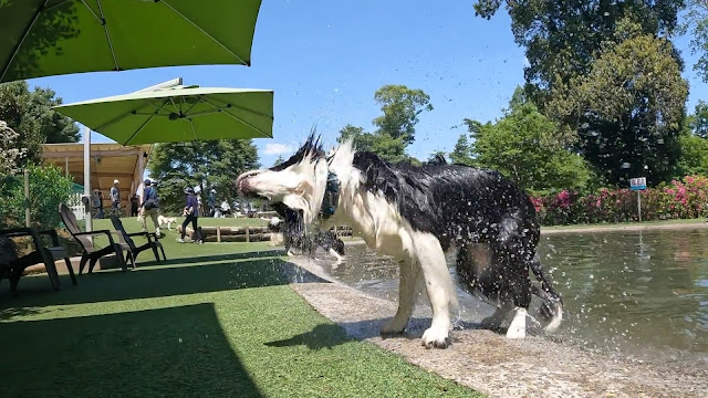 保護犬 ボーダーコリー トーマ 小谷流の里ドギーズアイランド