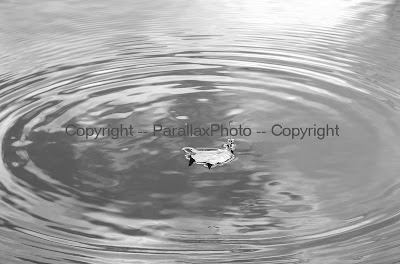 black and white photograph leaf water ripples
