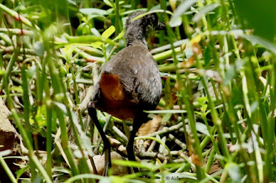 White-breasted Waterhen -  Sub adult
