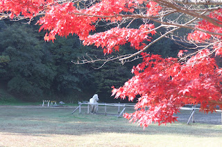 紅葉狩り　香川県琴平の金比羅さんへ　　神馬さんと歩く