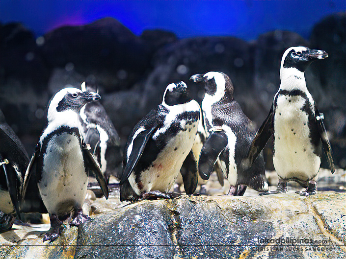 Underwater World Langkawi Pantai Cenang Malaysia African Black-Footed Penguin