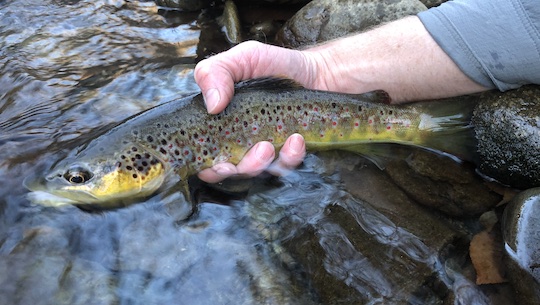 Great Smoky Mountains brown trout near Smokemont Campground North Carolina