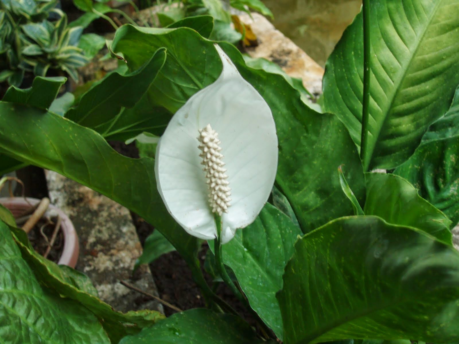 Jual Tanaman Sphathiphyllum | Bunga Peace Lily | Tanaman ...