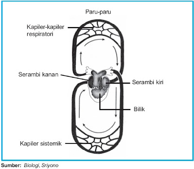 Alat sirkulasi darah katak terdiri atas jantung Pintar Pelajaran Sistem Sirkulasi Darah pada Katak Amfibi