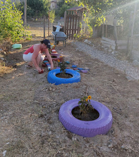 Garden coming on nicely