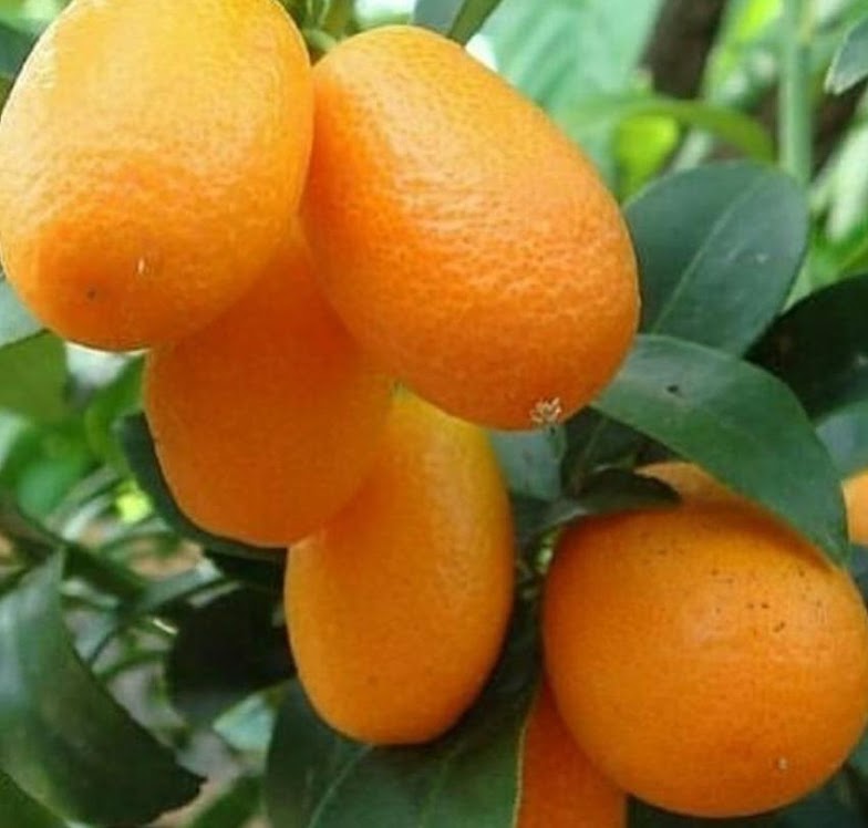 jual bibit jeruk nagami cepat berbuah kondisi lebat manis bisa makan dengan kulitnya banyak dicari Jawa Barat