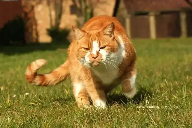 The Playful Maine Coon