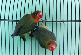 Kecantikan Lovebird Dark Green dan Ciri-cirinya