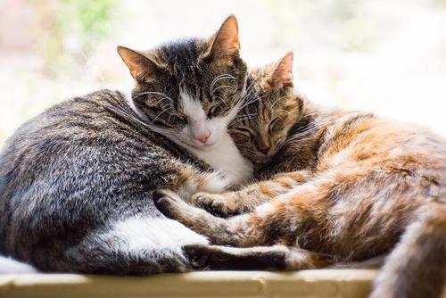 Affectionate Cats