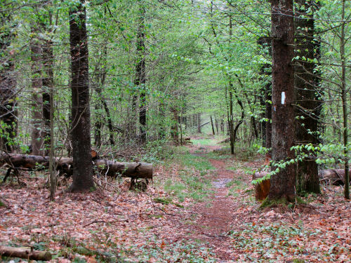 trail through woods