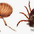 Common definitions about Fleas/Ticks