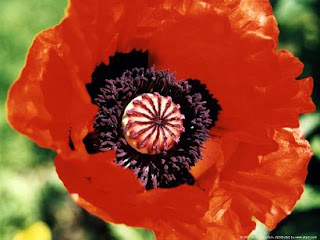 poppy