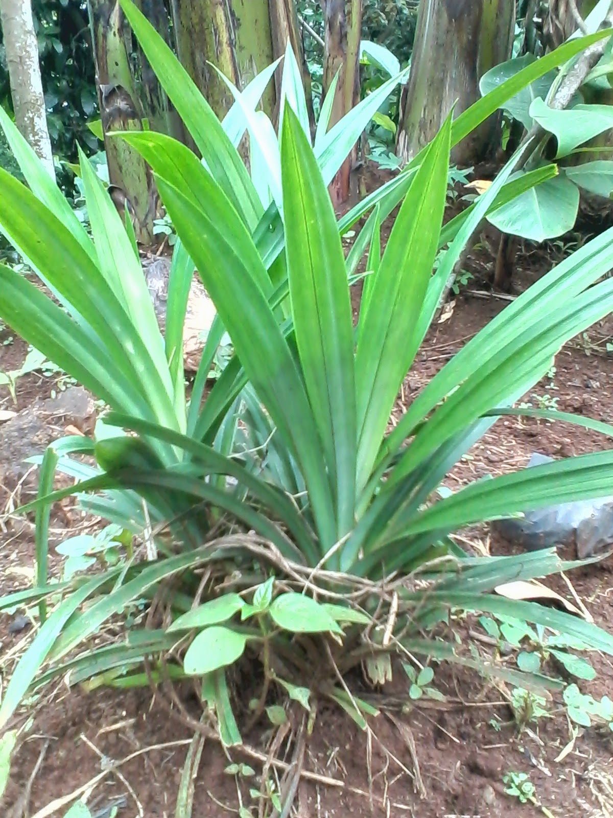  Jual  Pohon Pandan  Wangi Habiban Plants