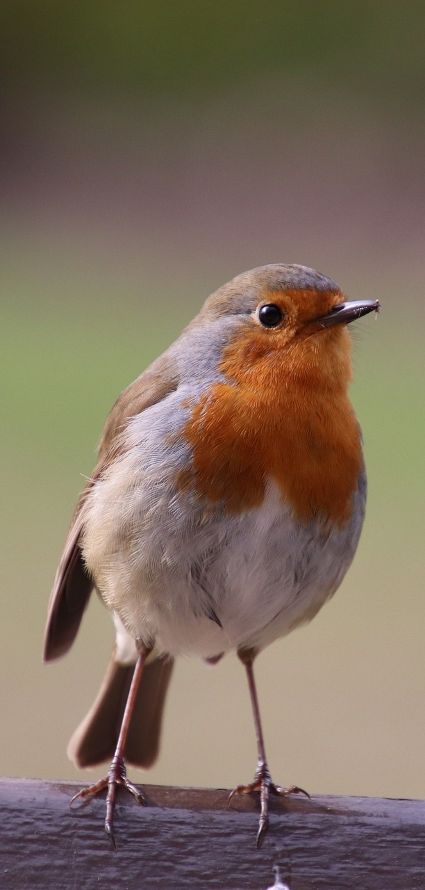 A beautiful robin.