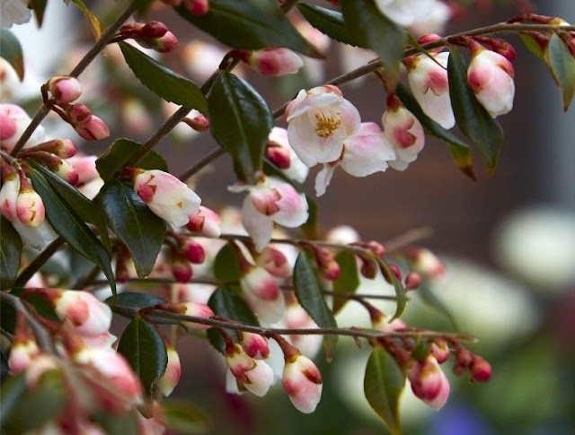 Camellia rosthorniana var. "Cupido"