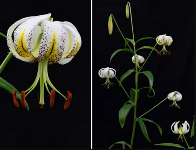 Лилия цзиньфушаньская (Lilium jinfushanense)