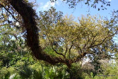 Furry tree branch
