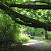 A Hidden Gem - London's smallest, secret wood.