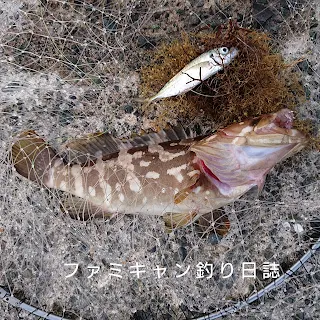 アジの泳がせ釣りで釣ったクエ