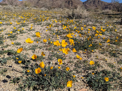 Joshua Tree Poppy