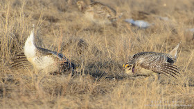 Sharp-tailed Grouse. Photo copyright  © Shelley Banks, all rights reserved.
