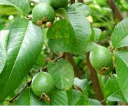 Menghilangkan komedo dengan daun jambu biji