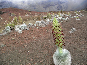 courtesy U.S. National Park Service