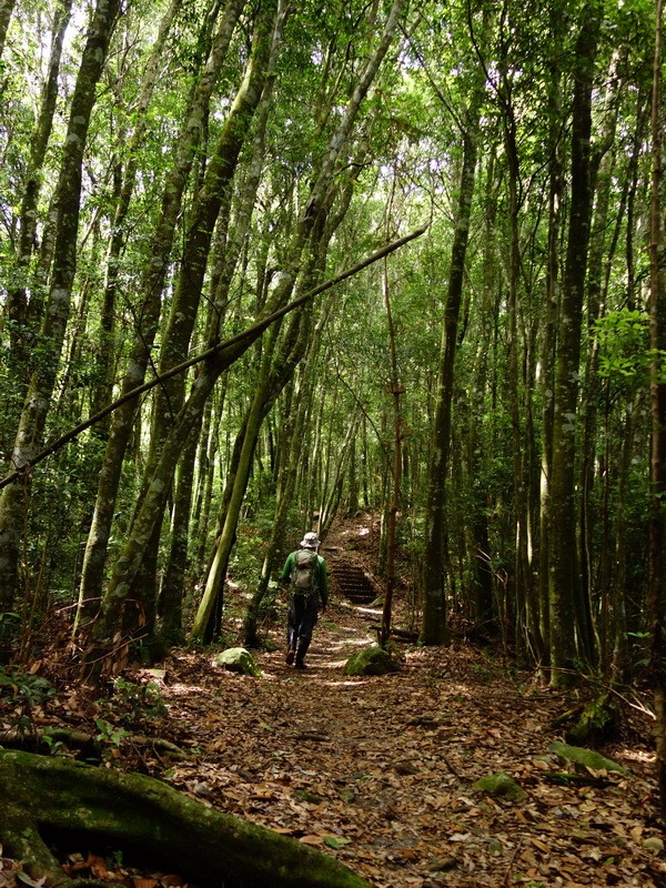 2013_0625-0627 八仙山馬崙山-1_003