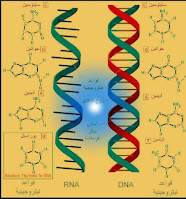 الفرق بين DNA و RNA.