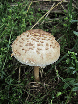 Macrolepiota rhacodes - Shaggy Parasol Mushroom