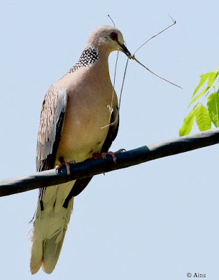 "Spotted Dove - Streptopelia chinensis , with nesting material perched on a black cable."