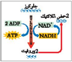 التخمر اللبني