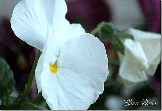 Pansy_Whites2