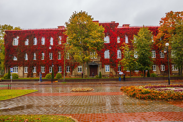 Девичий виноград пятилисточковый (Parthenocissus quinquefolia)