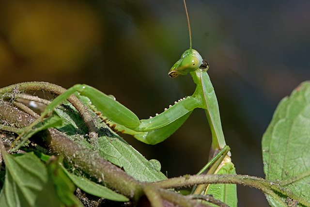Hierodula grandis the Giant Indian Mantis