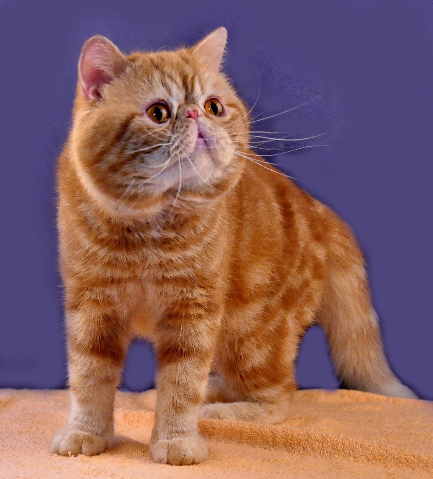 Warna Rambut Kucingku Orange Dan Kembang Telon Sukses