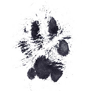 And here is Scarlett's: Posted by The Adventures of Scarlett and Melly at . (scarlett paw print)