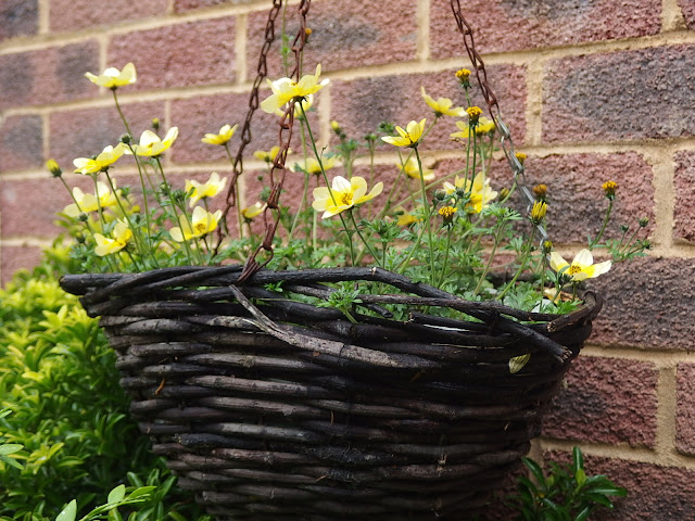 Hanging basket with Bidens 'Spotlight'