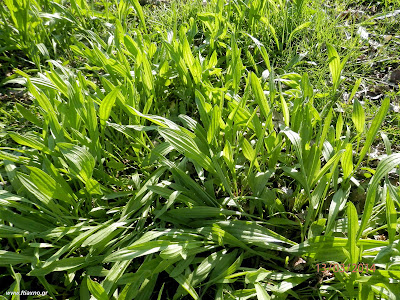 Πεντάνευρο το λονχοειδές-Plantago lanceolata