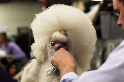 Backstage At The 135th Annual Westminster Dog Show Seen On www.coolpicturegallery.us