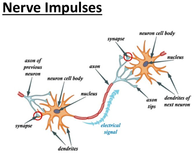 fungsi impuls saraf dan bagaimana mereka berperan dalam menjaga keseimbangan dan kesehatan tubuh manusia.