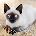    5 Facts About Siamese Cats - A Complete Guide in 2023